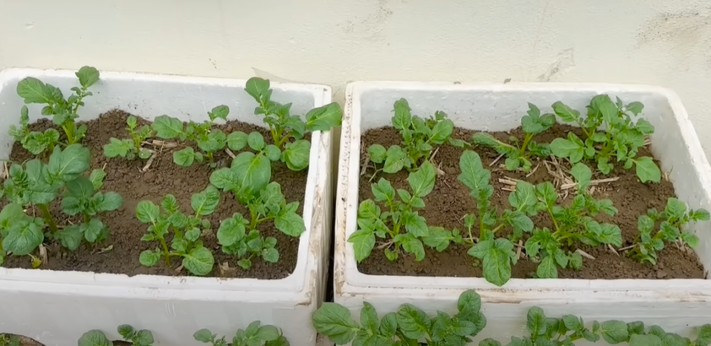 Start to Grow Yukon Gold Asterix Potatoes Today