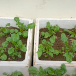 Start to Grow Yukon Gold Asterix Potatoes Today