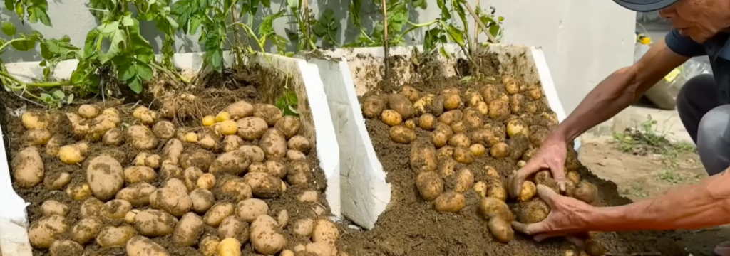 Grow Potatoes at Home: A 3-Month Guide Using Styrofoam Boxes