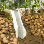 Grow Potatoes at Home: A 3-Month Guide Using Styrofoam Boxes